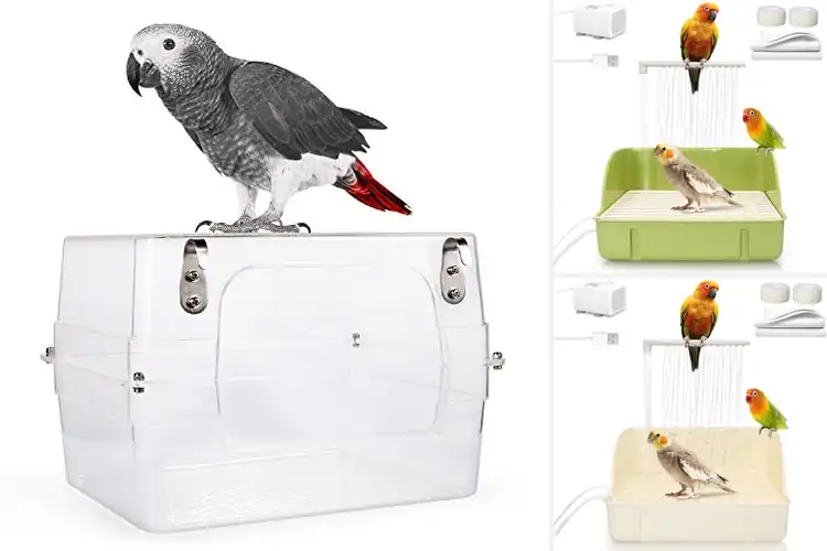 Detailed view of Best African Grey Bathtubs