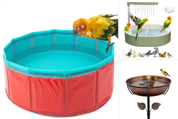 Detailed view of Best Bird Bath Tubs For Stress Relief