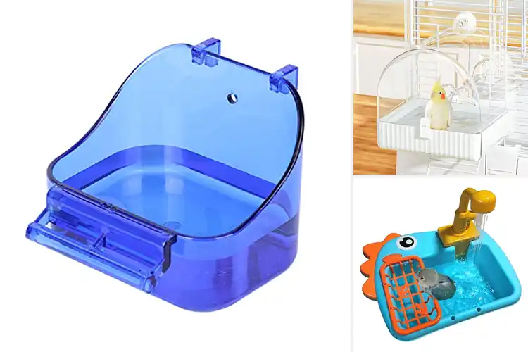 Detailed view of Best Bird Bathing Accessories: 10 Fun & Easy Picks