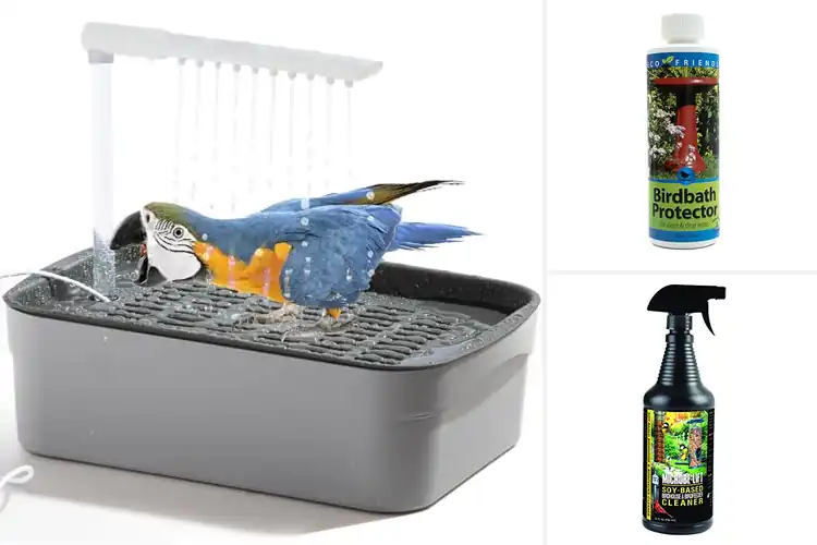 Detailed view of Best Bird Bathing Solutions