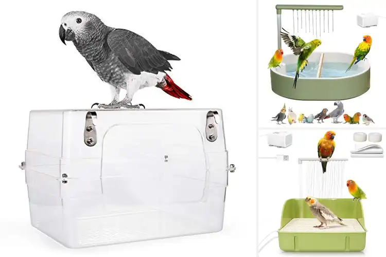 Detailed view of Best Bird Baths For Parrots