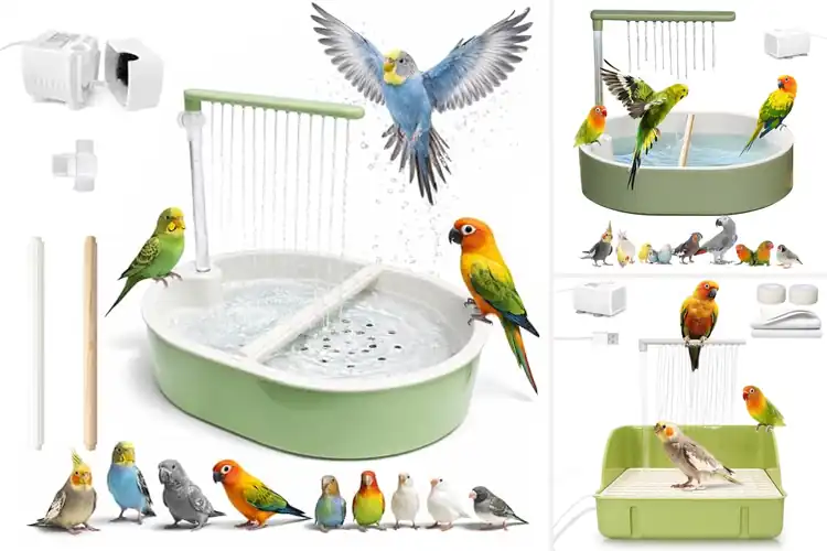 Detailed view of Best Indoor Bird Bath Showers