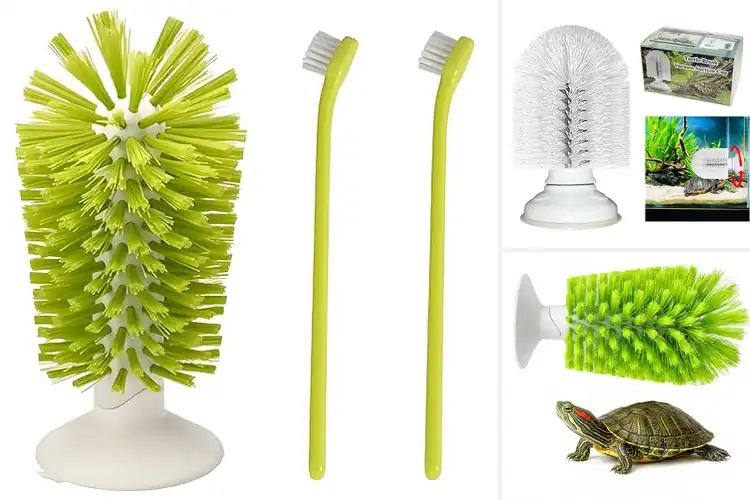 Detailed view of Best Turtle Brushes for Healthy Shell Care
